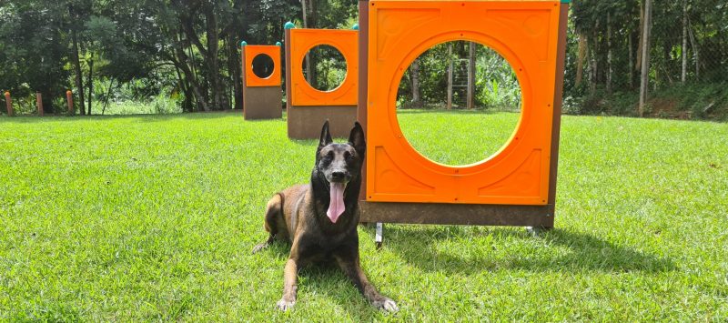 ¿Por qué es importante tener un parque para mascotas en un negocio?