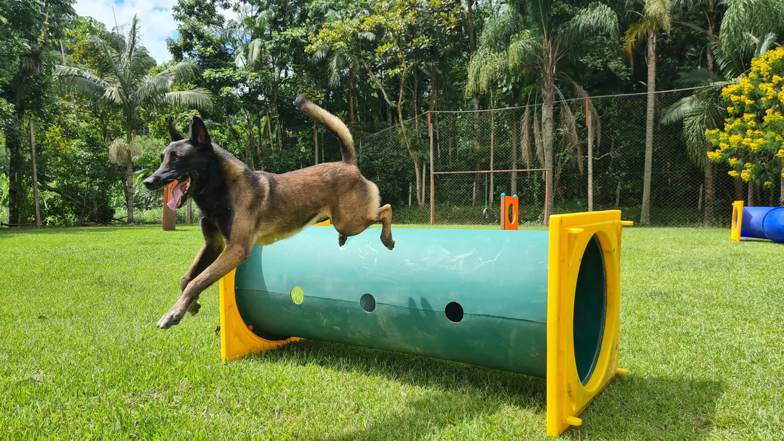 Pet Parks